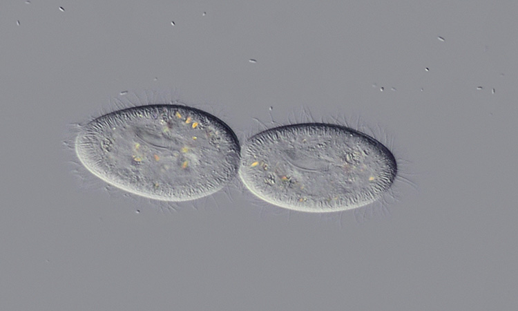 La reproduction asexuée de la Paramécie - 7mn 46s